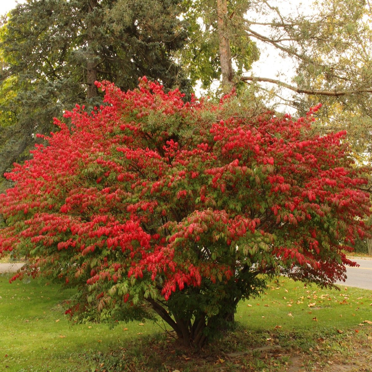Dwarf Burning Bush - LandscapeDirect
