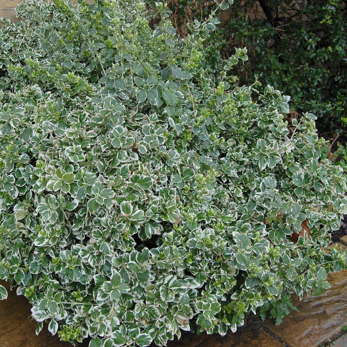 Emerald Gaiety Euonymus - LandscapeDirect