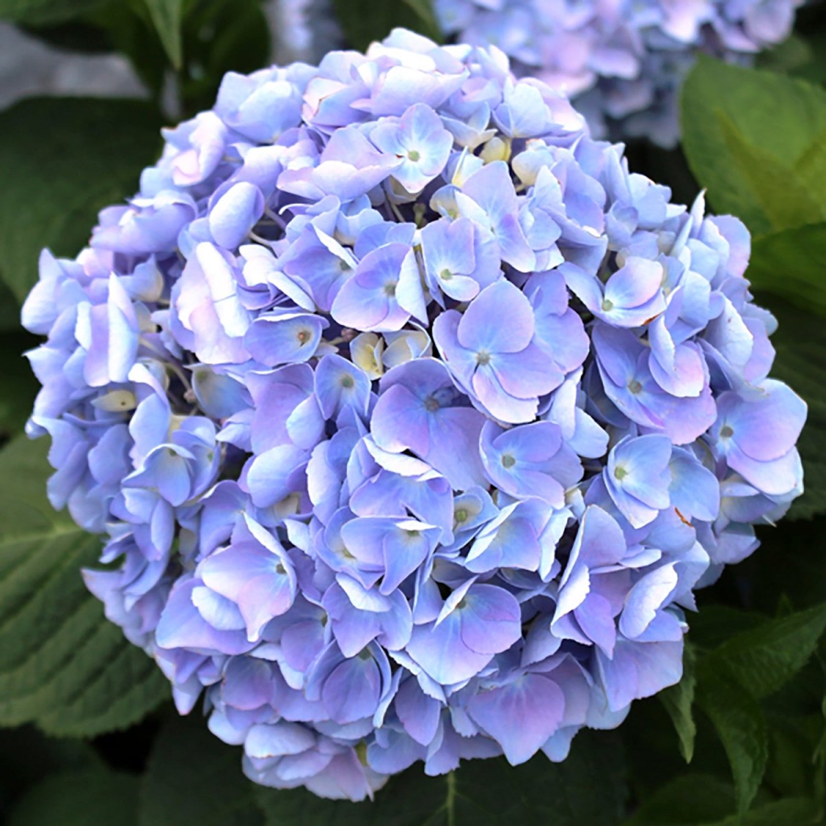 Endless Summer Hydrangea - LandscapeDirect