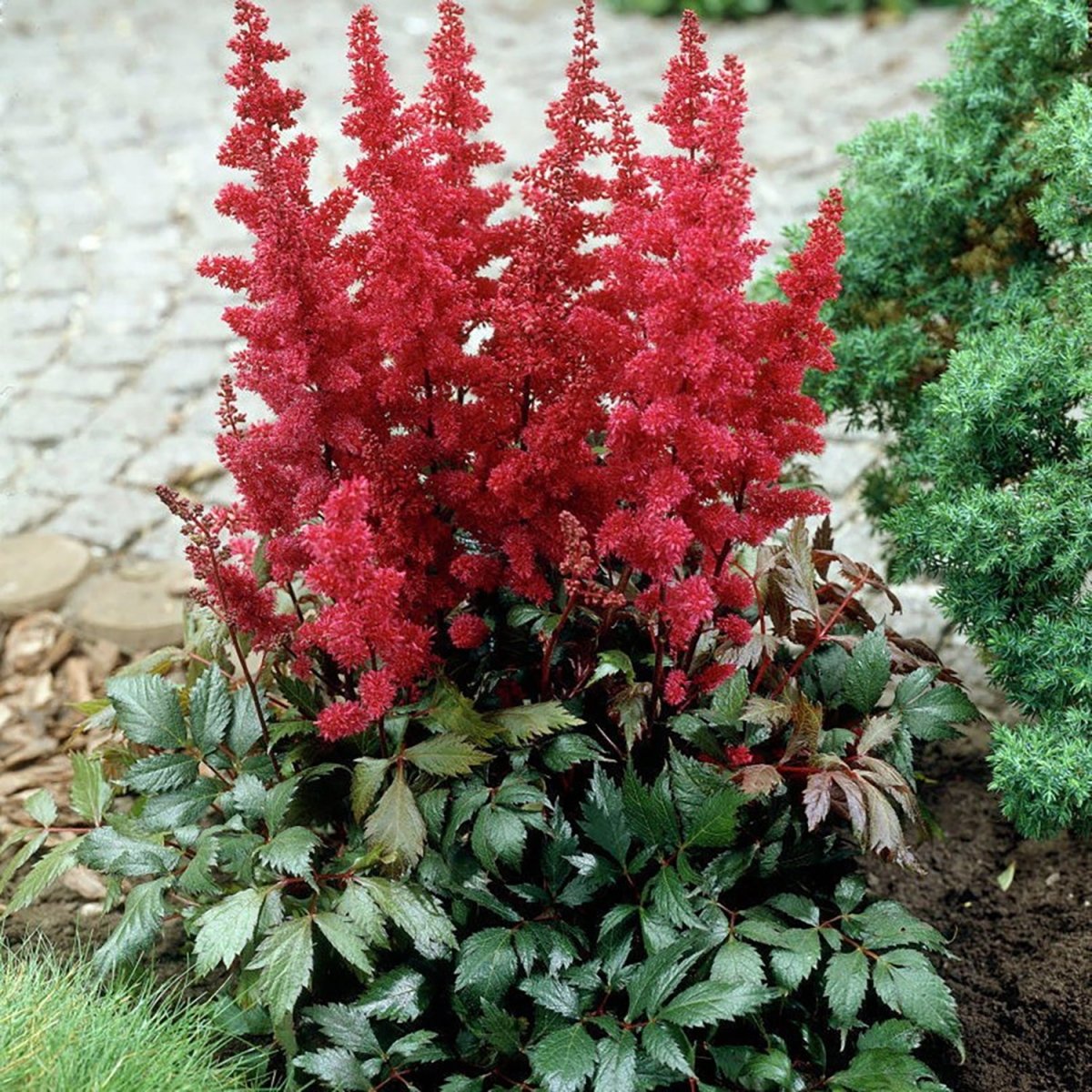 Fanal False Spirea - LandscapeDirect