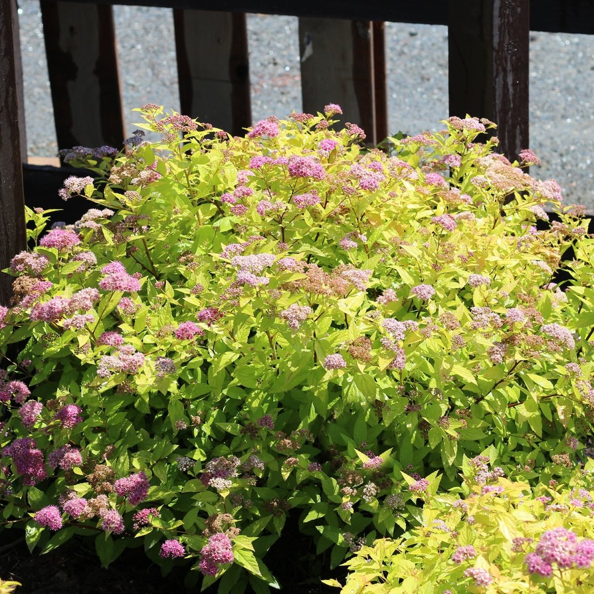 Gold Flame Spirea - LandscapeDirect