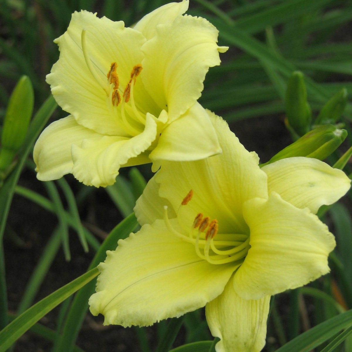 Happy Returns Daylily - LandscapeDirect
