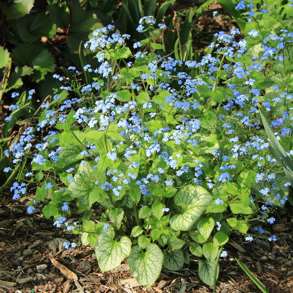 Jack Frost Siberian Bugloss - LandscapeDirect