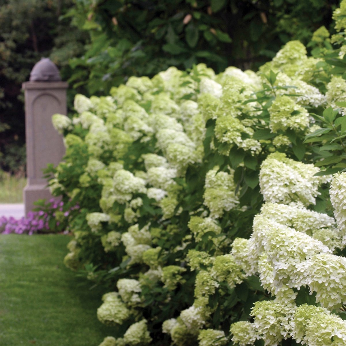Limelight Hydrangea - LandscapeDirect