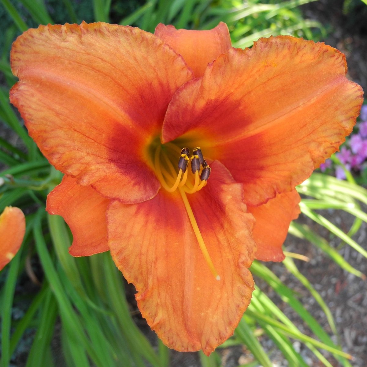 Orange Crush Daylily - LandscapeDirect