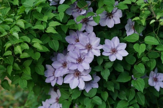 Still Waters Clematis x - LandscapeDirect