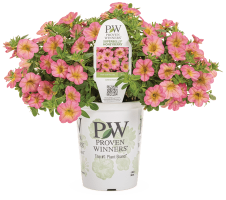Superbells Honeyberry - LandscapeDirect