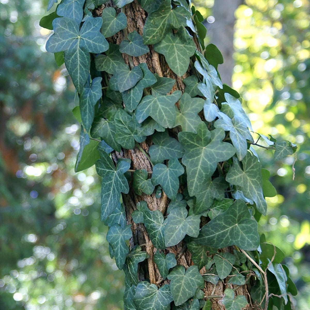 Thorndale Ivy - LandscapeDirect