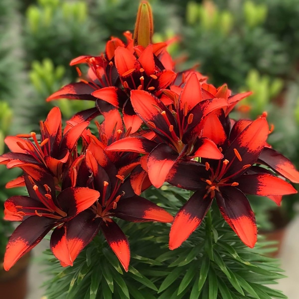 Tiny Ink Asiatic Lily – LandscapeDirect