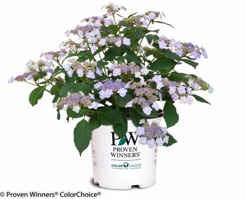 Tiny Tuff Stuff Mountain Hydrangea - LandscapeDirect