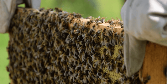 How We Celebrated World Bee Day - LandscapeDirect