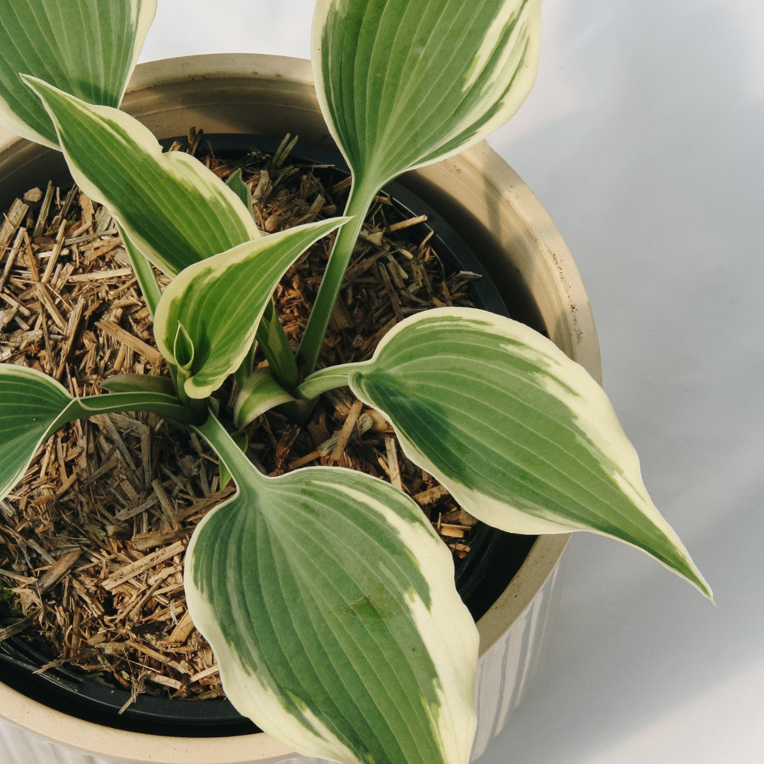 Shade Loving Plants