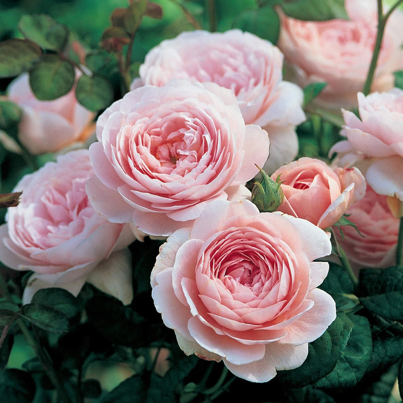 Pink Roses - LandscapeDirect