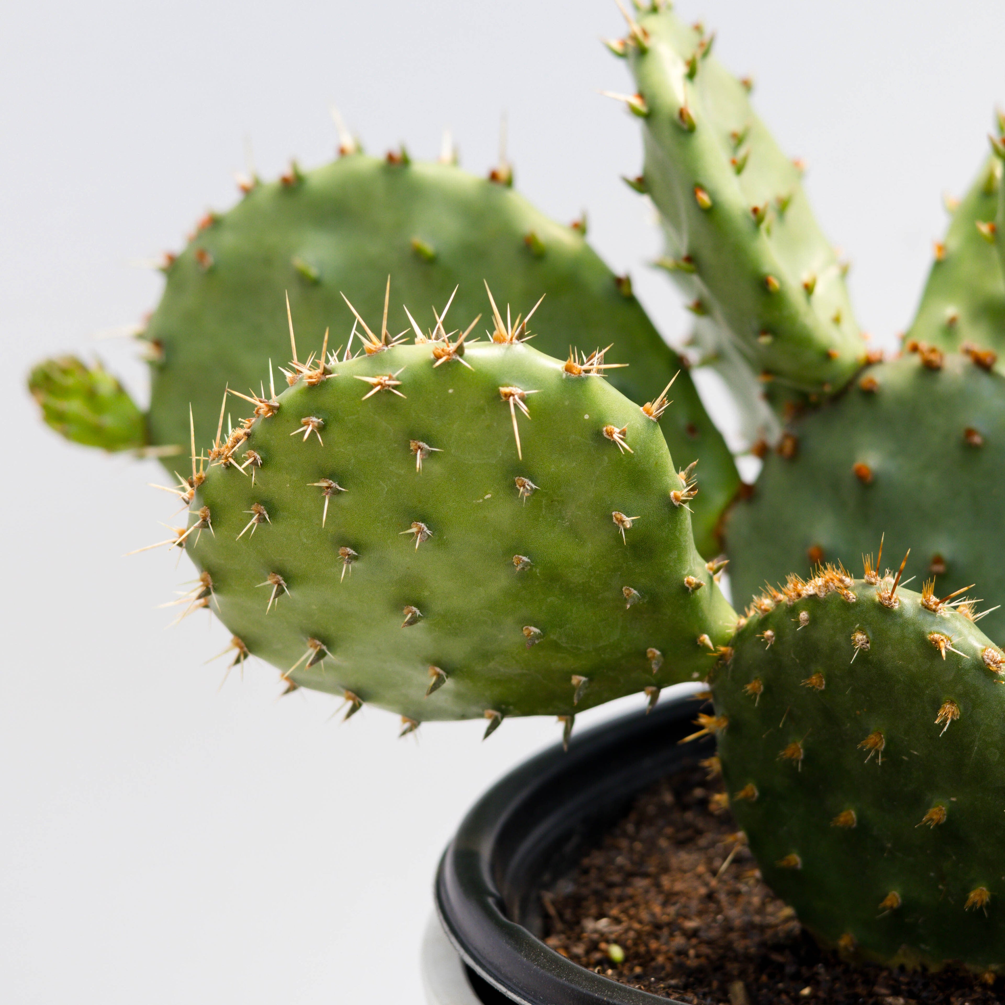 Unique Picks