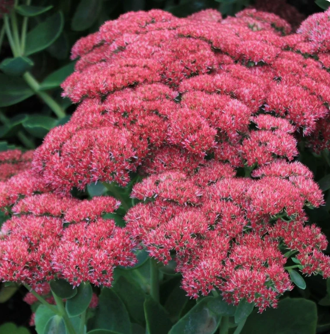 Easy Care Plants