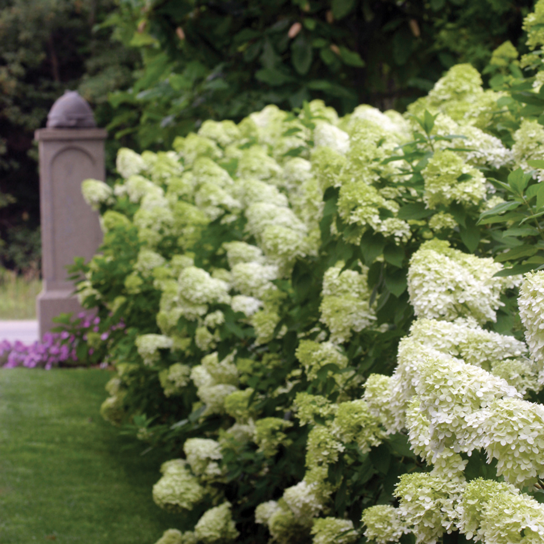 Shop Flowering Shrubs