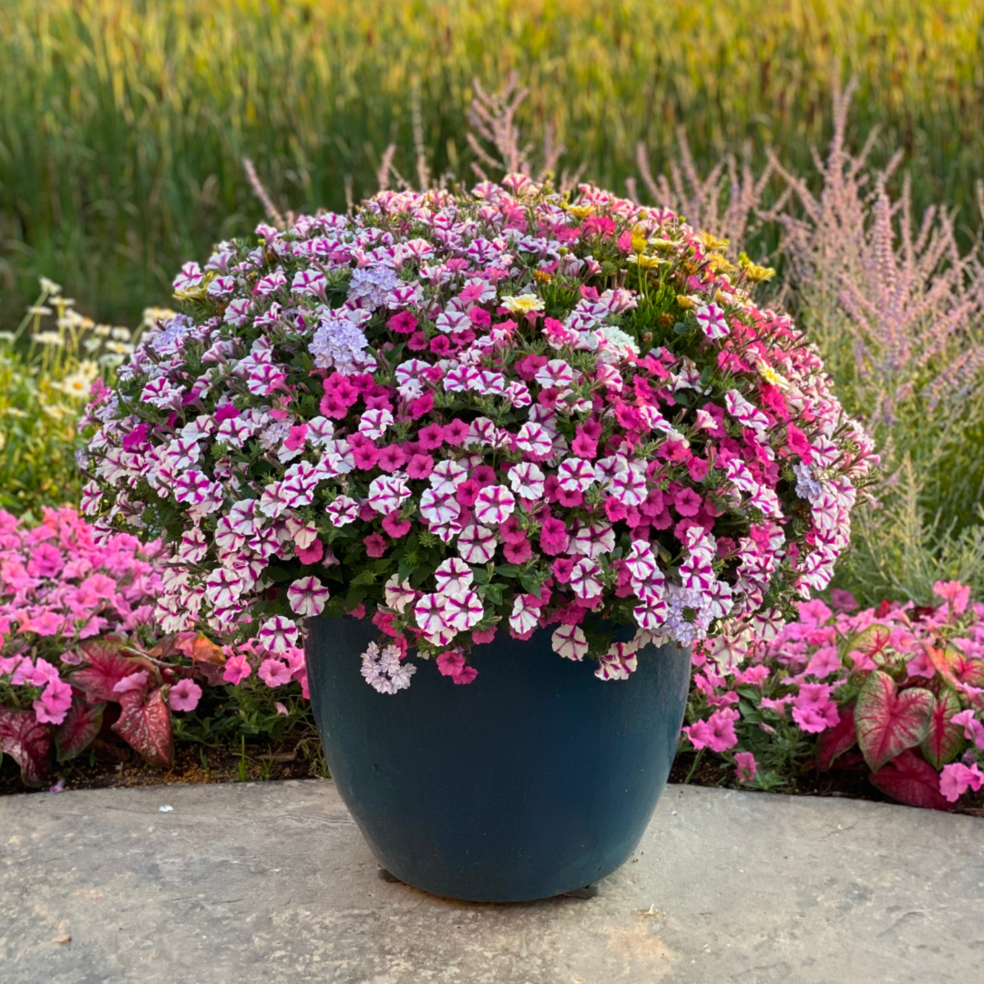 Annual Combinations - LandscapeDirect