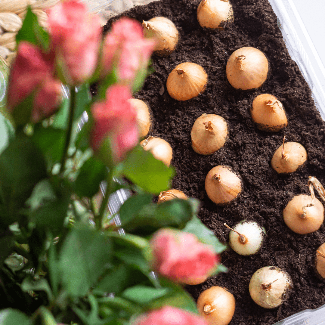 Bulbs & Seeds - LandscapeDirect
