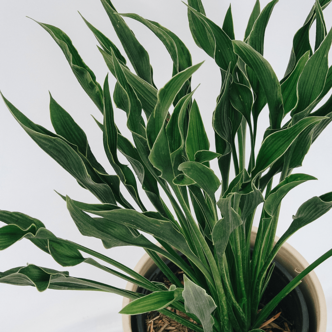 Cold Hardy Plants - LandscapeDirect