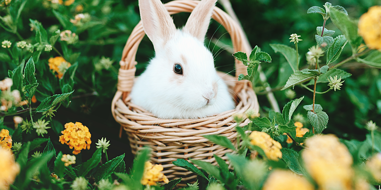 Easter Collection - LandscapeDirect