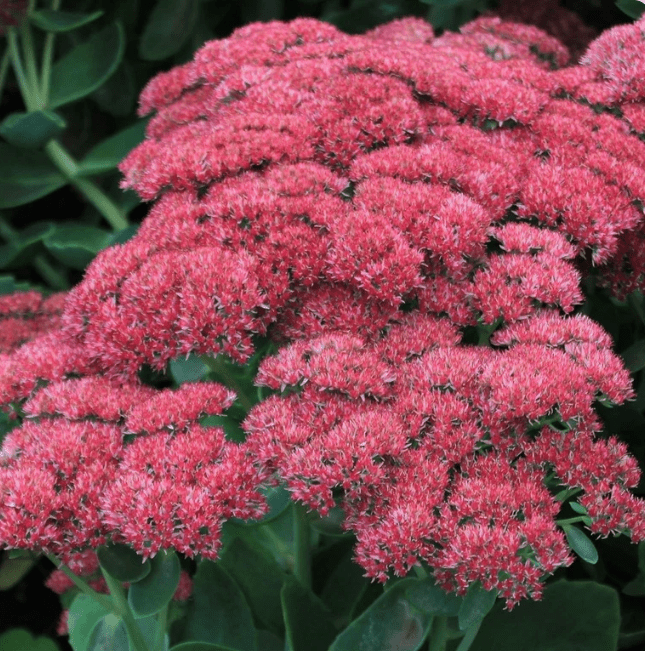 Easy Care Plants - LandscapeDirect