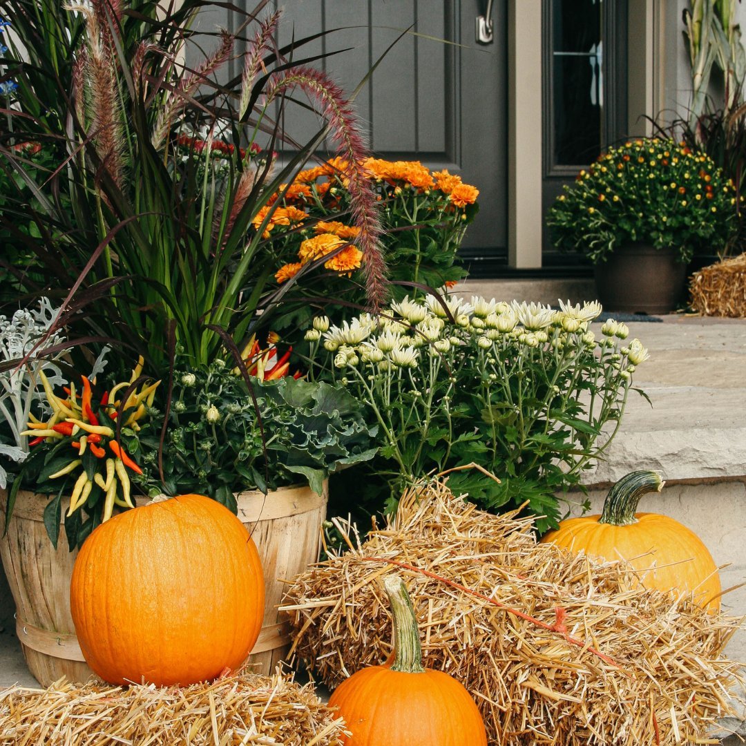 Fall Favourites - LandscapeDirect