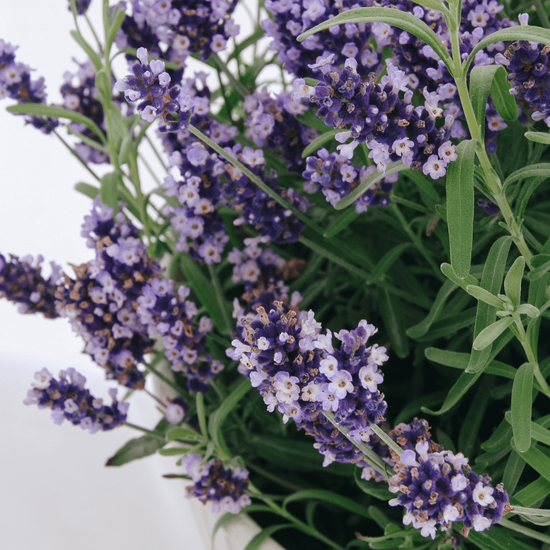 Fragrant Plants - LandscapeDirect