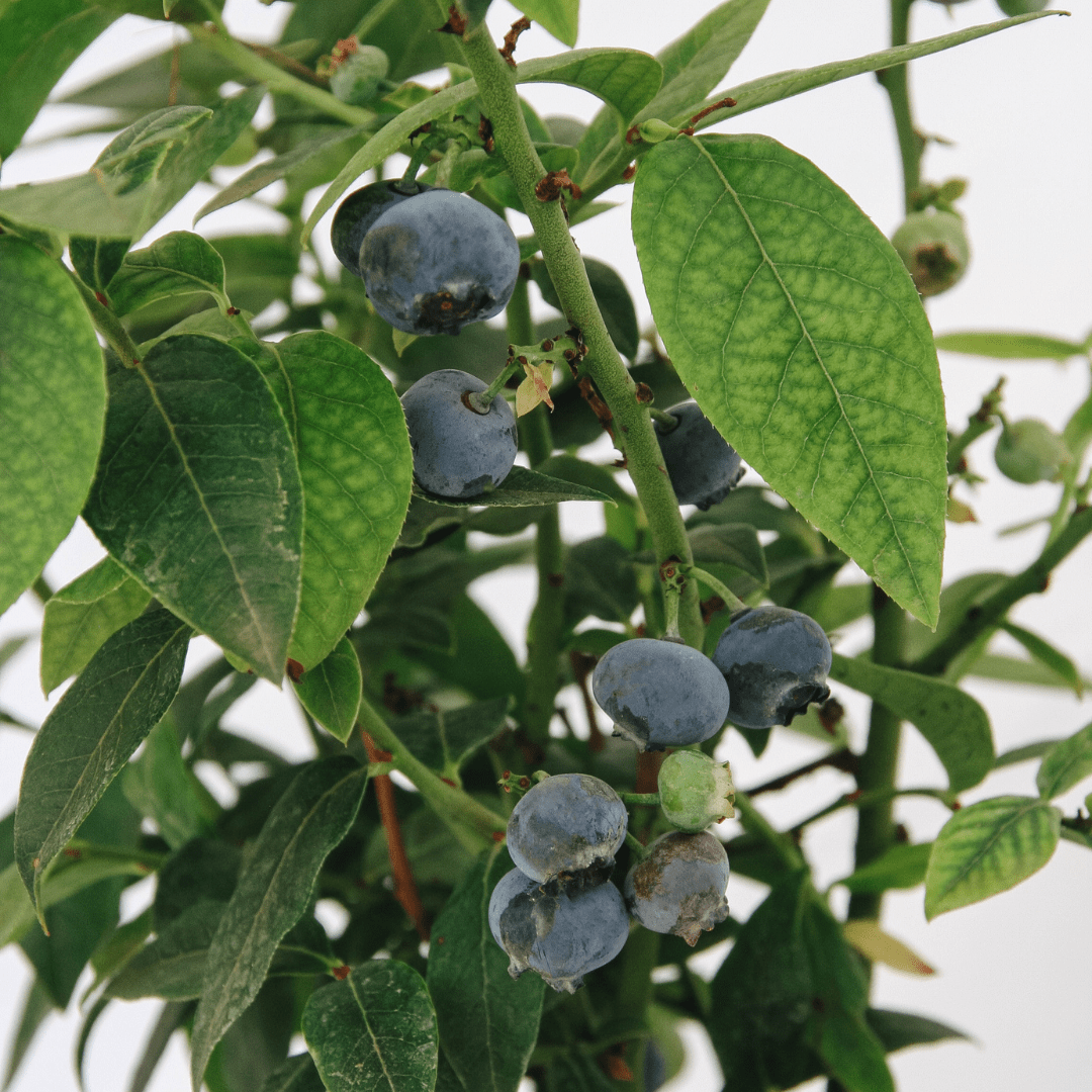 Fruits & Vegetables - LandscapeDirect