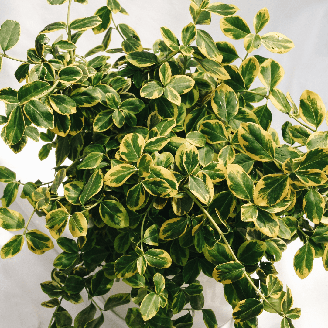 Full Sun Plants - LandscapeDirect