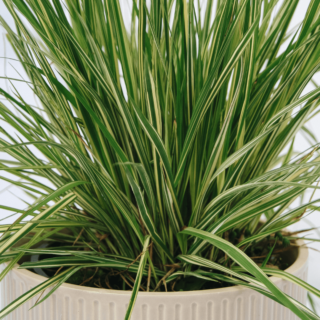 Grass & Vines - LandscapeDirect
