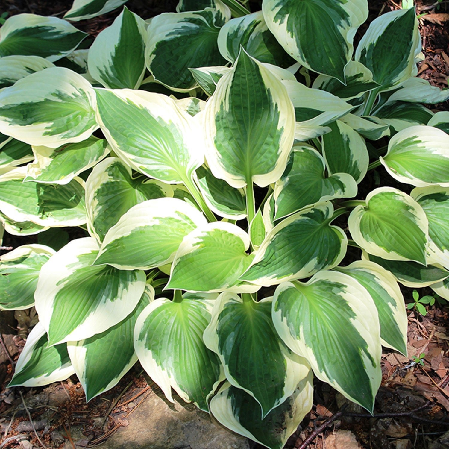 Green - LandscapeDirect