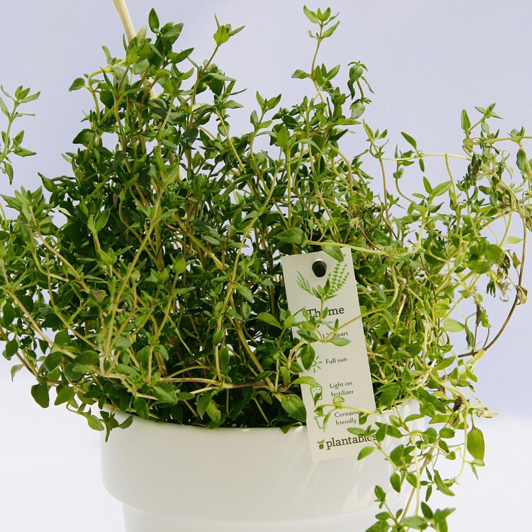 Herbs - LandscapeDirect