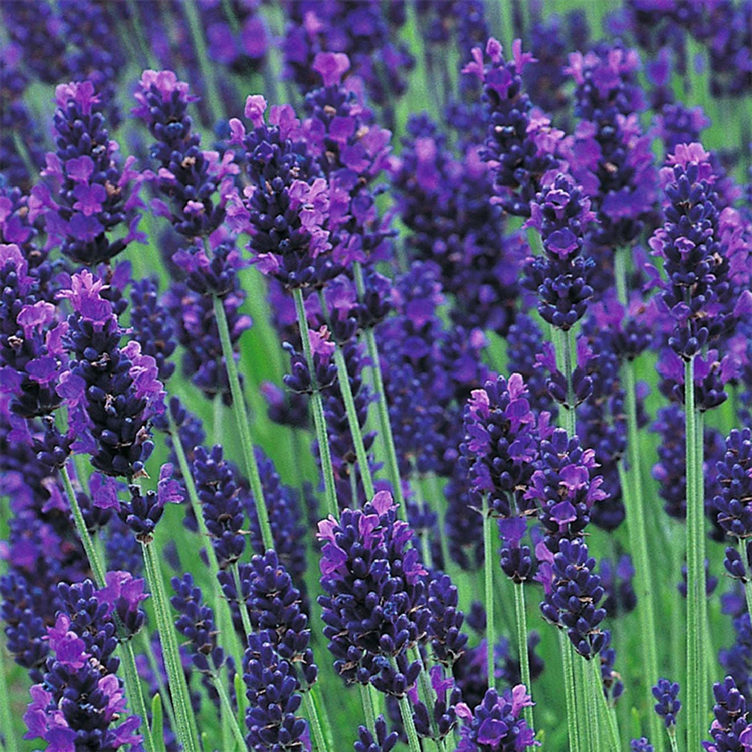 Lavender - LandscapeDirect