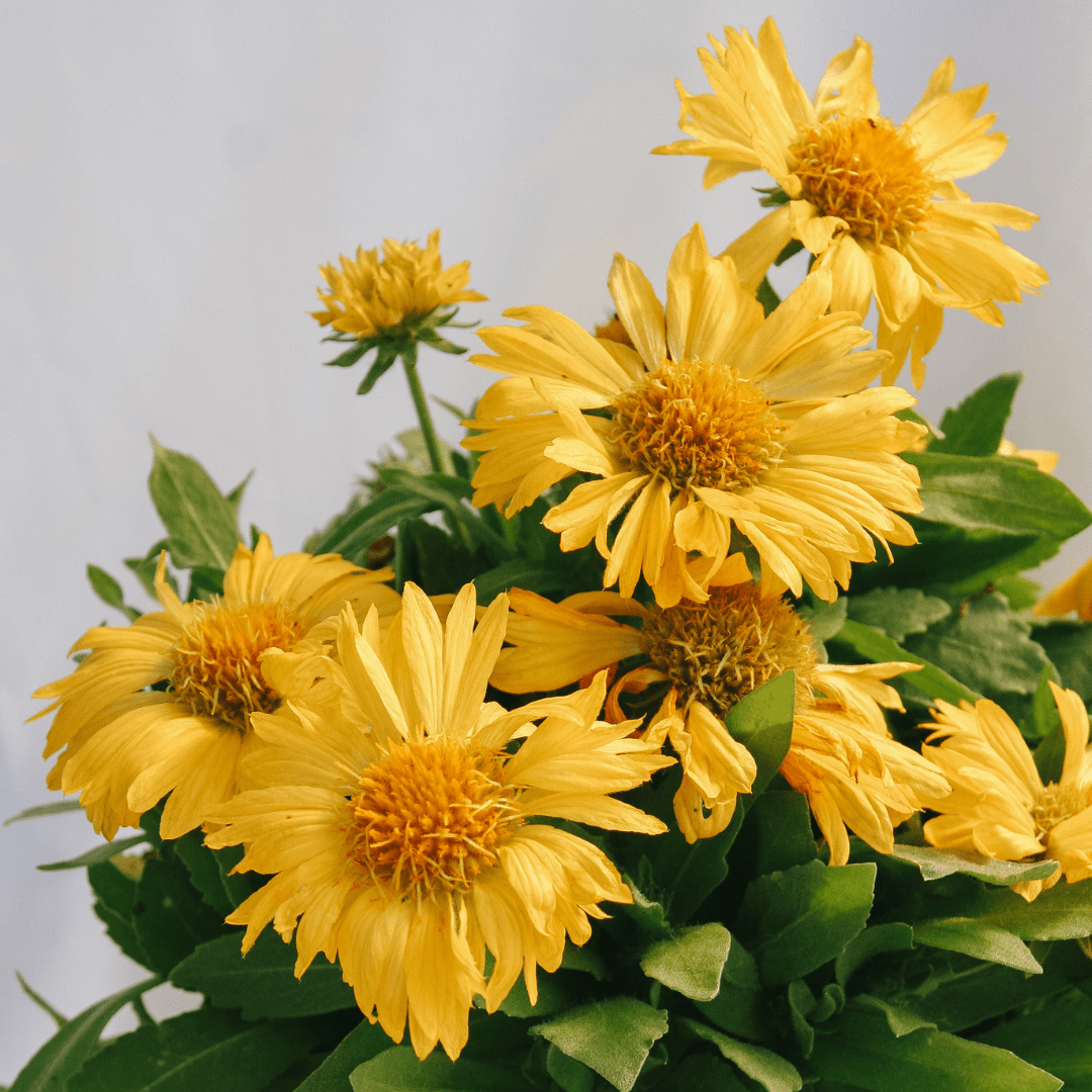 Perennials - LandscapeDirect
