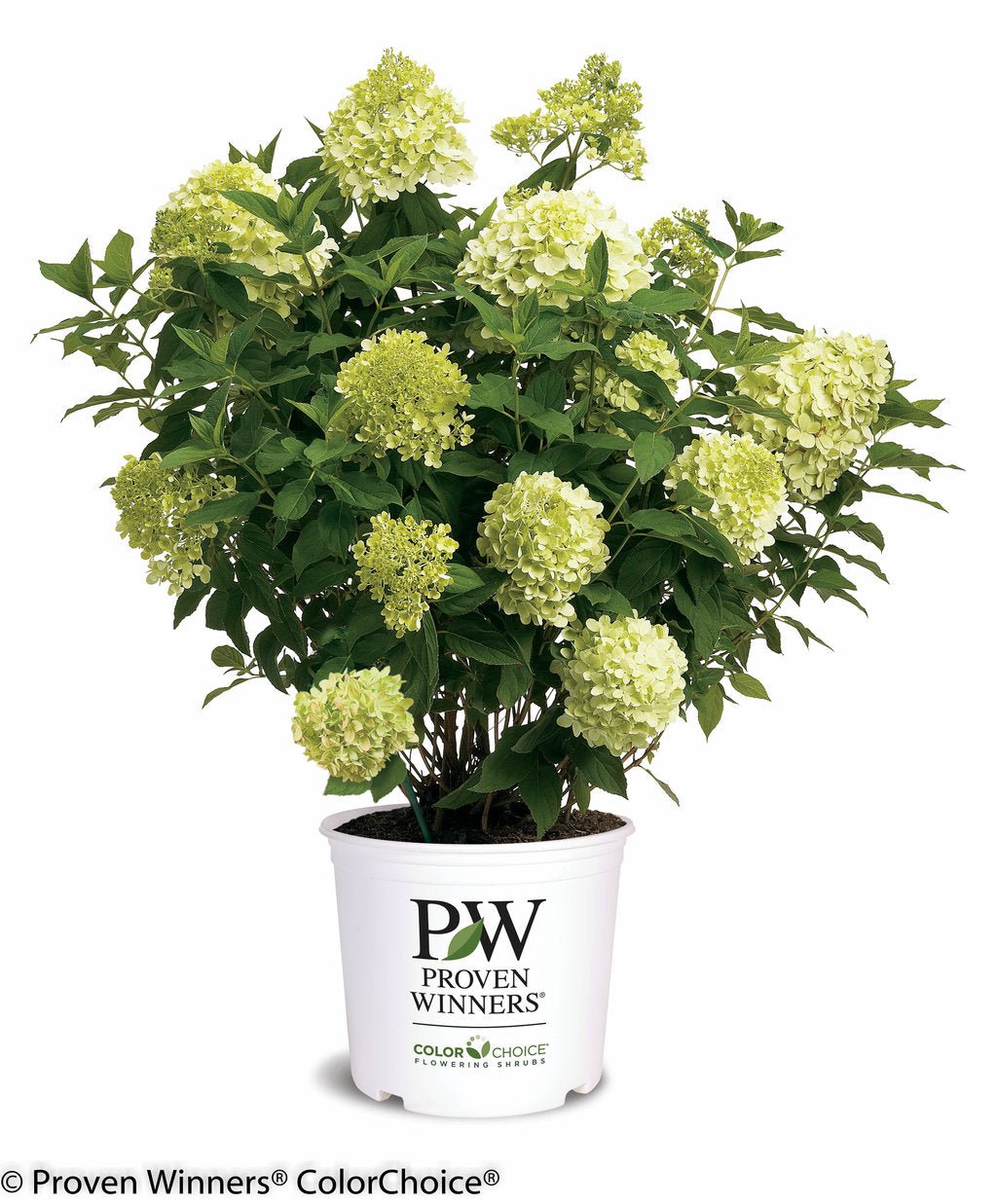 Proven Winners - LandscapeDirect
