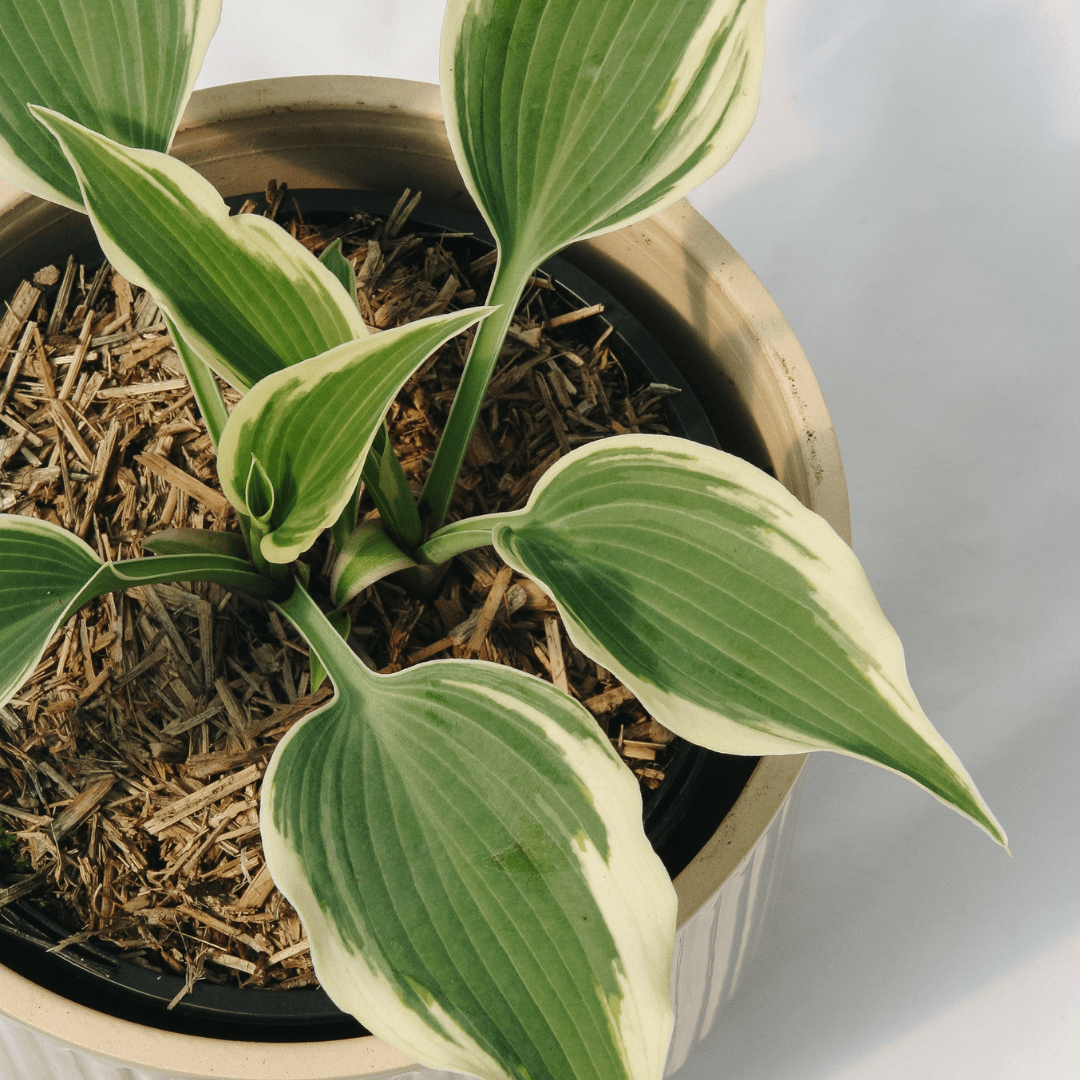 Shade Loving Plants - LandscapeDirect