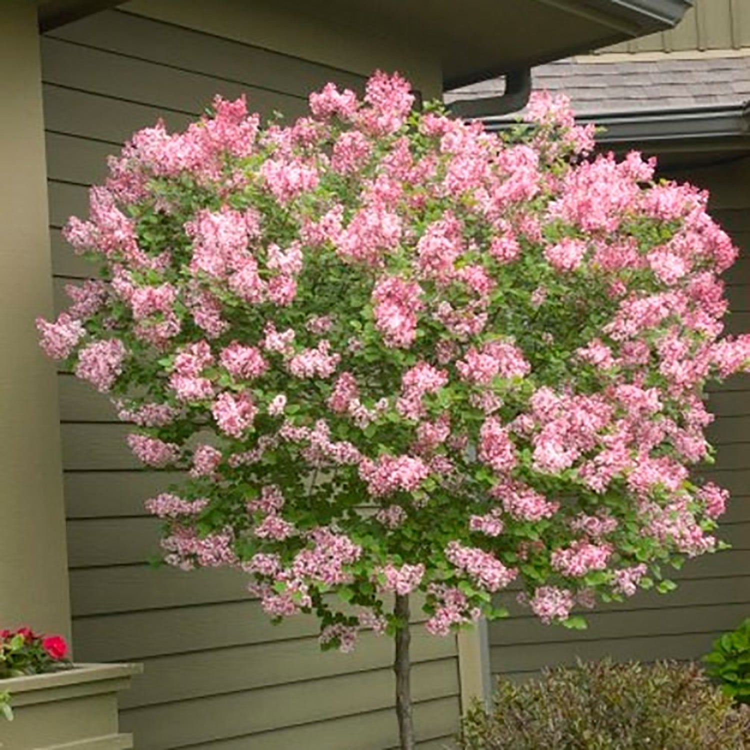 Shop Flowering Trees - LandscapeDirect