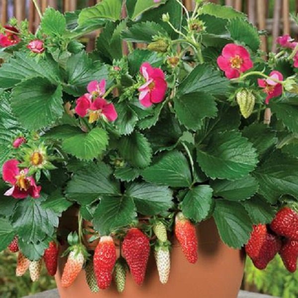 Shop Fruit Bushes - LandscapeDirect