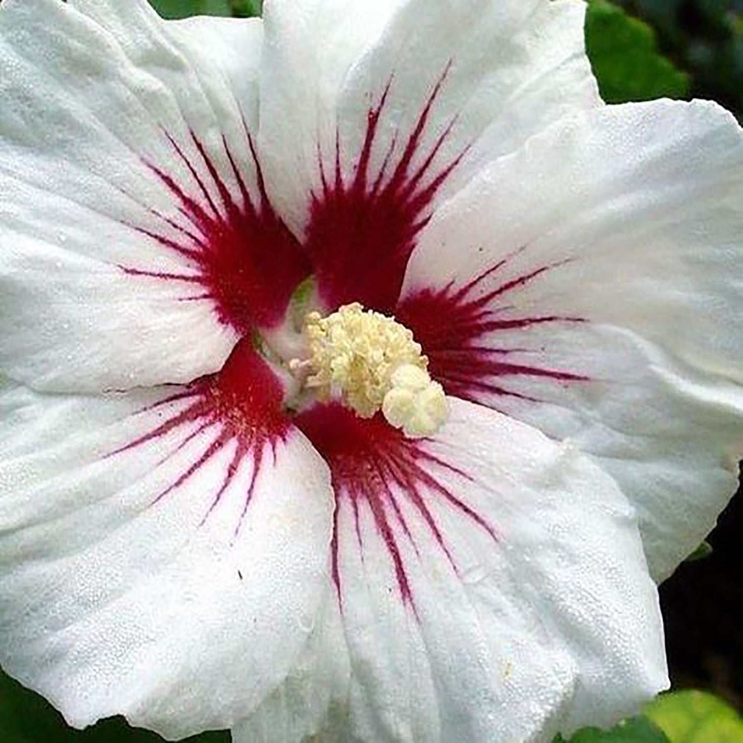 Shop Hibiscus - LandscapeDirect