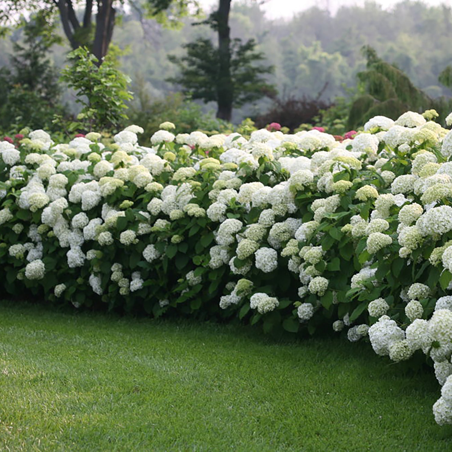Shop Hydrangea - LandscapeDirect