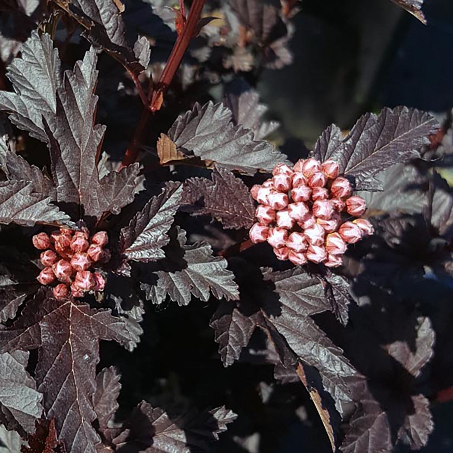 Shop Ninebark - LandscapeDirect