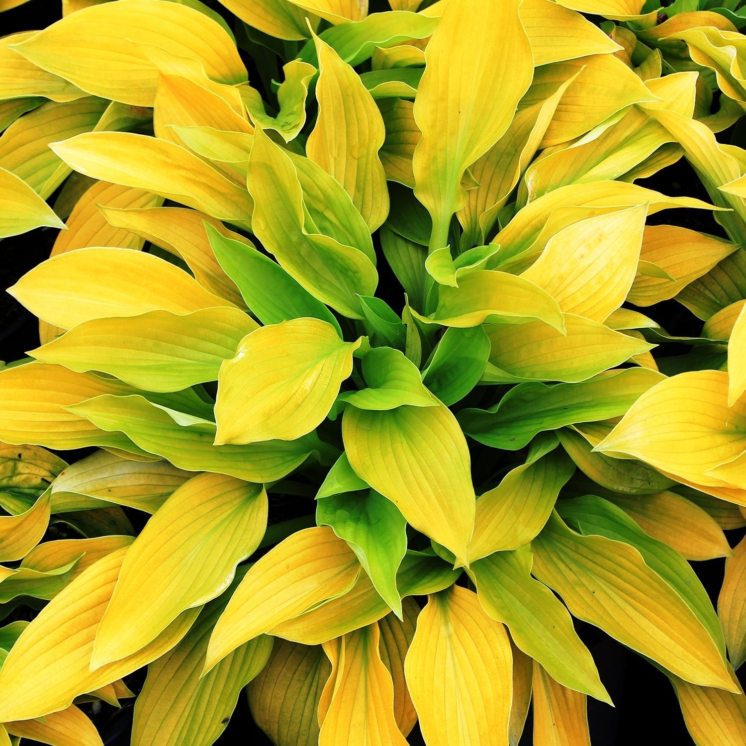 Shop Part Shade & Shade Perennials - LandscapeDirect