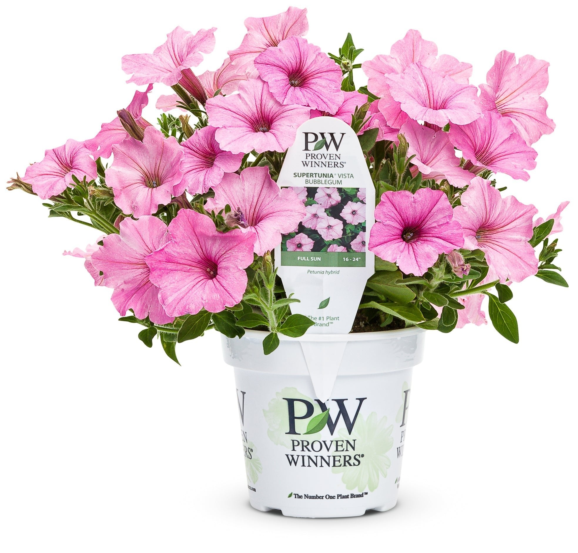 Shop Petunia's - LandscapeDirect