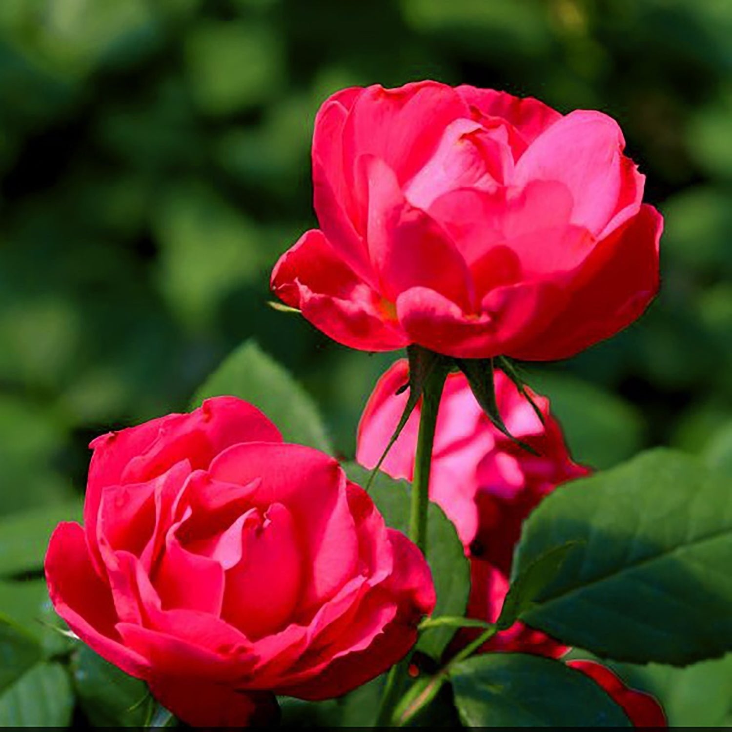 Shop Roses: - LandscapeDirect