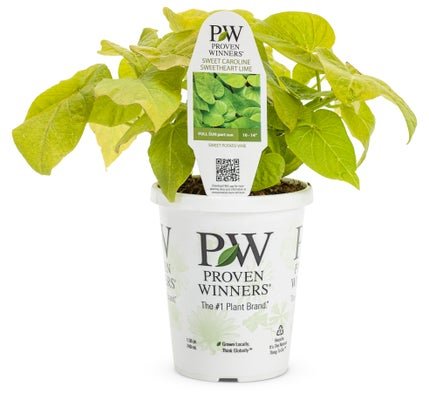 Shop Sweet Potato Vine's - LandscapeDirect