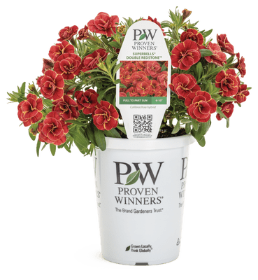 Shop Trailing Annuals - LandscapeDirect