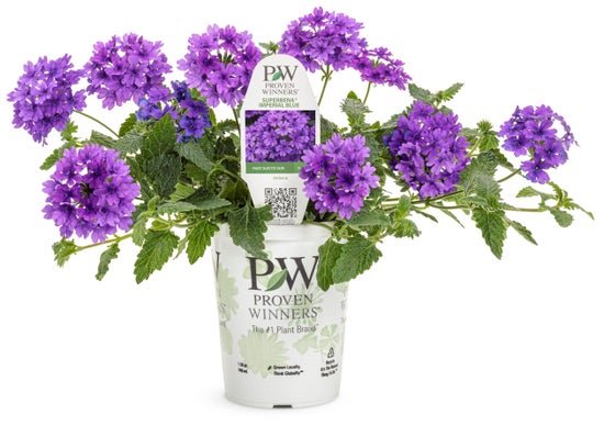Shop Verbena - LandscapeDirect