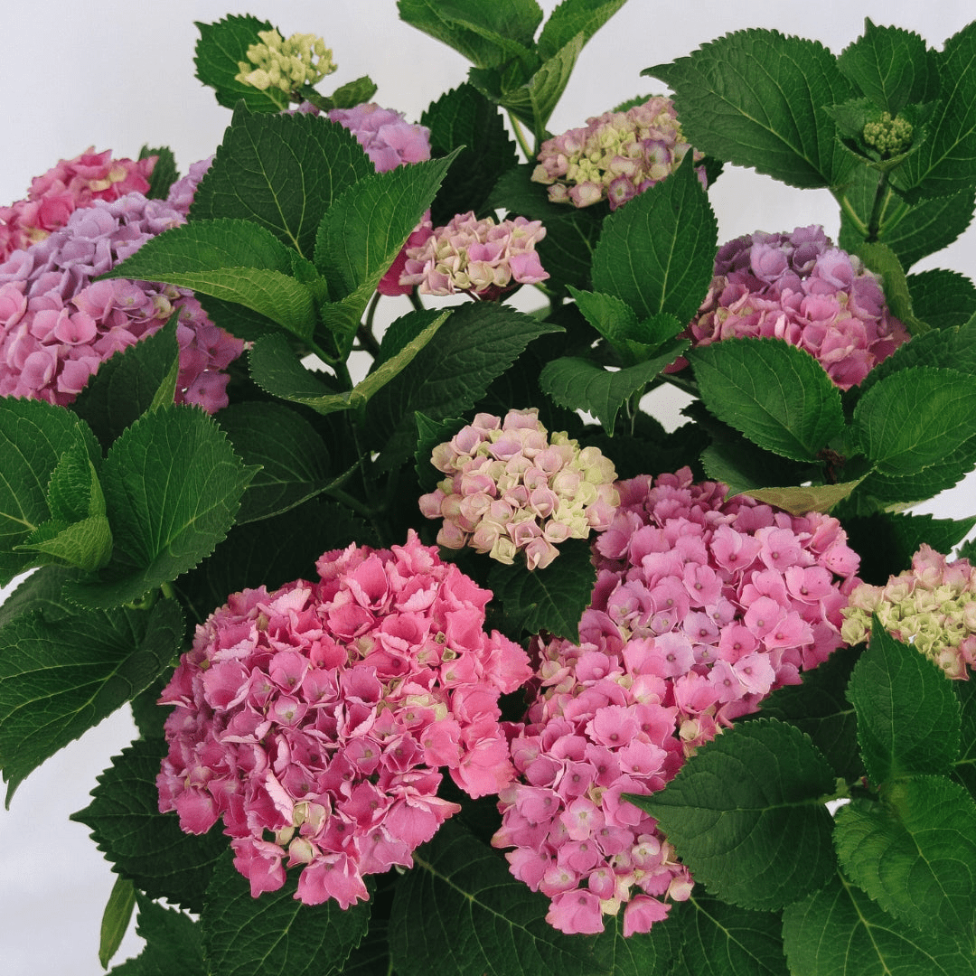 Shrubs - LandscapeDirect