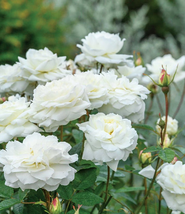White Roses - LandscapeDirect