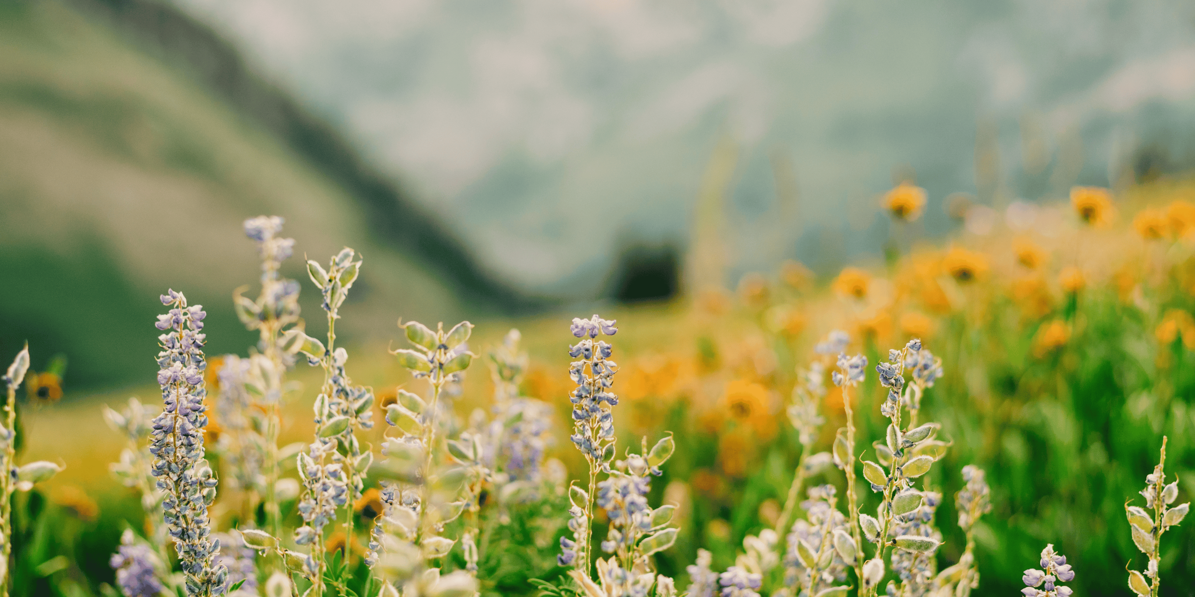 The Wildflower Garden - LandscapeDirect